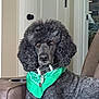dog, poodle, black_dog, pet, bandana, collar, indoor, chair, furniture, brown, portrait, looking_at_camera, curly_fur, domestic_animal, home, resting, animal_tag, door, living_room, calm