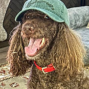 Moxie joined the competition — help win amazing prizes! dog, brown_dog, curly_hair, cap, green_cap, red_collar, tongue_out, indoor, rug, furniture, couch, happy, pet, animal, portrait, close_up, companion, cute, mammal, domestic_animal