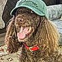dog, brown_dog, curly_hair, cap, green_cap, red_collar, tongue_out, indoor, rug, furniture, couch, happy, pet, animal, portrait, close_up, companion, cute, mammal, domestic_animal