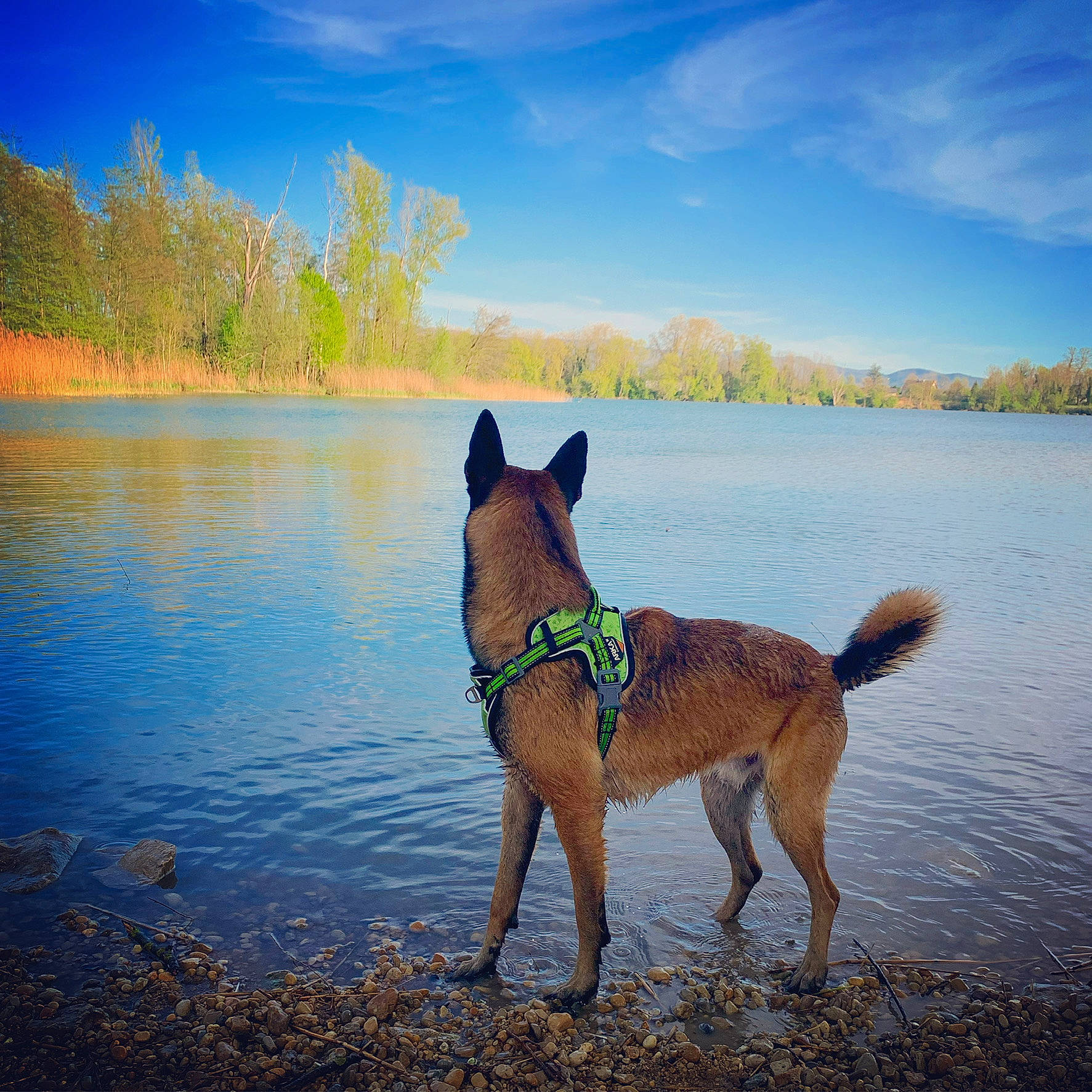 Roky participe au concours pour gagner de l'argent avec cette photo : blue, carnivore, cloud, collar, companion_dog, dog, dog_breed, fawn, grass, horizon, lake, landscape, natural_landscape, ocean, sky, sporting_group, tail, tree, water, working_animal