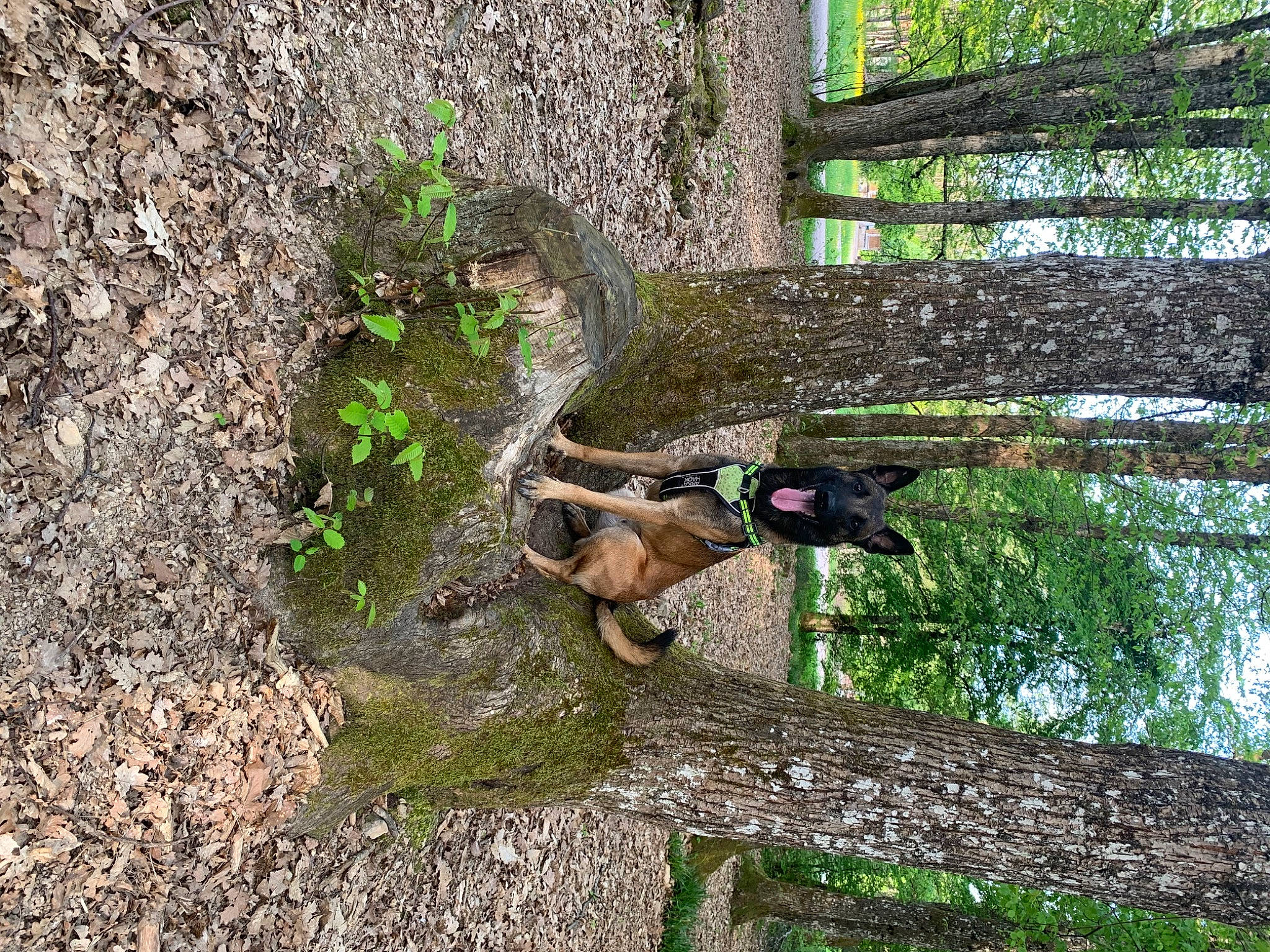 Roky participe au concours pour gagner de l'argent avec cette photo : bedrock, biome, forest, grass, groundcover, jungle, landscape, plant, soil, terrestrial_animal, terrestrial_plant, tree, trunk, twig, vegetation, wildlife, wood, woodland