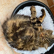 Frimousse participe au concours pour gagner de l'argent avec cette photo : abyssinian, animal, canine, cat, dog, dogbed, hardwood, kitten, manx, person, pet, sleeping, wood