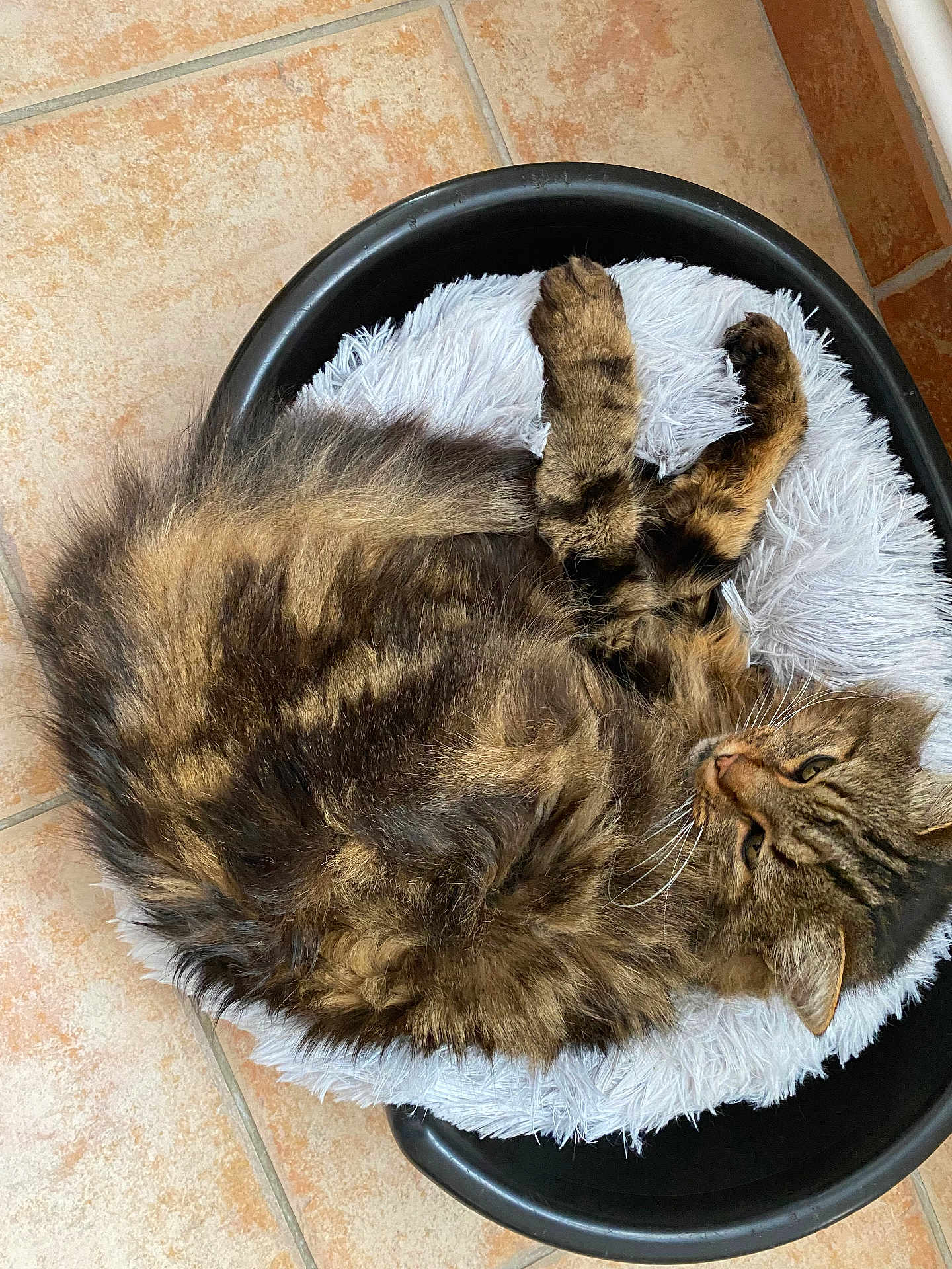 Frimousse