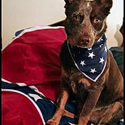Ellie Mae is registered to the contest to win money with this photo: animal, attentive, bandana, bed, blanket, brown_dog, cozy, cute, dog, domestic_animal, ears, fur, home, indoor, looking, pet, portrait, resting, sitting, stars