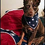 Ellie Mae joined the competition — help win amazing prizes! alert, animal, bandana, bed, blanket, brown, comfort, cozy, cute, dog, domestic, ears, face, fur, indoor, pattern, pet, portrait, sitting, stars