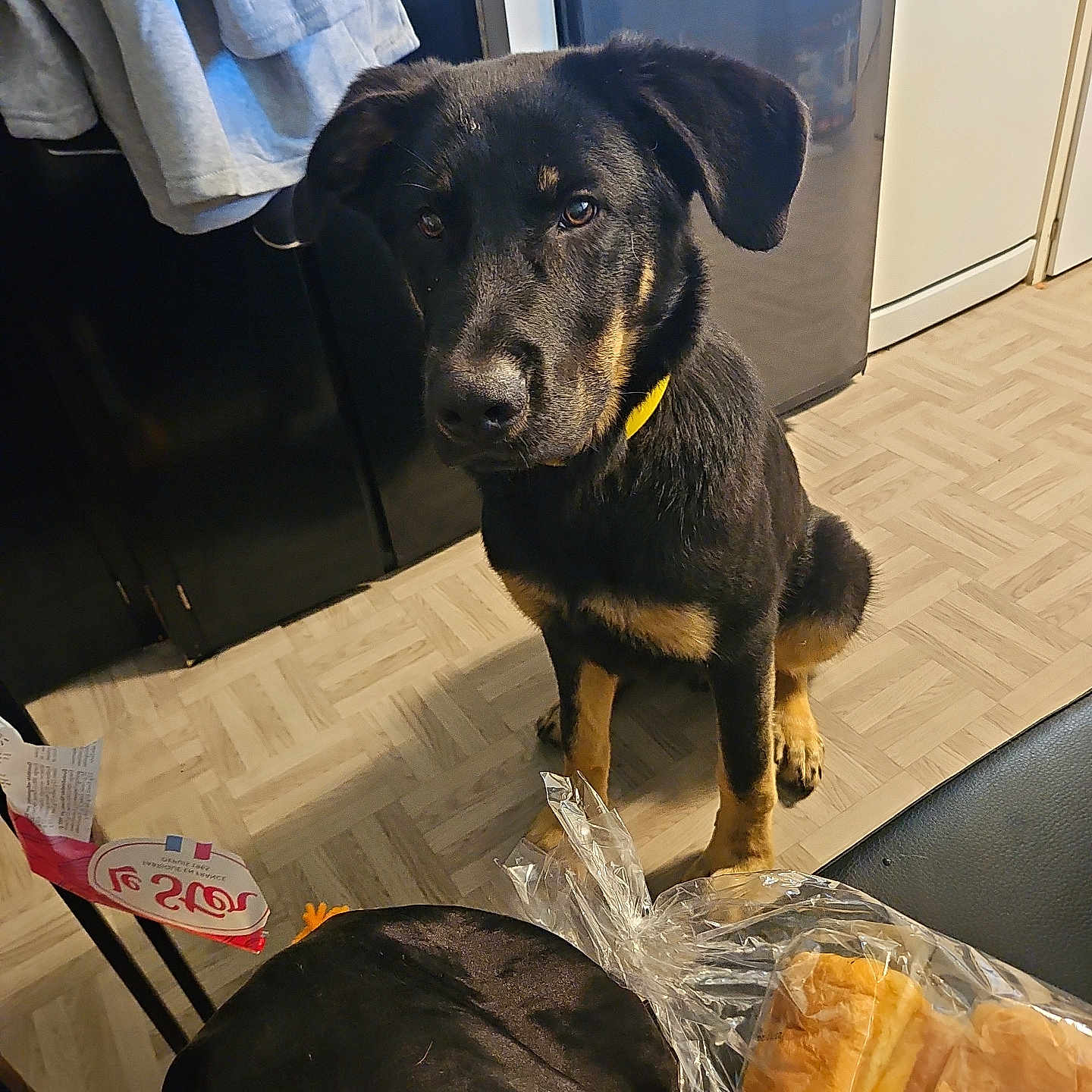 Loni a rejoint le concours — aidez-le/la à gagner de superbes lots ! animal, bread, breadloaf, bun, canine, cream, croissant, dessert, dog, food, hardwood, hound, icing, indoors, labradorretriever, pet, plywood, pointer, puppy, wood