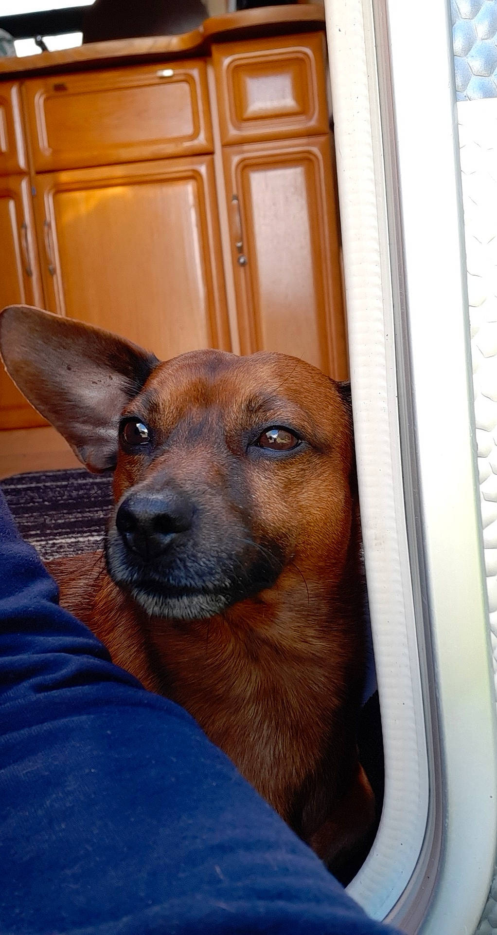 Ted a rejoint le concours — aidez-le/la à gagner de superbes lots ! black_mouth_cur, canidae, carnivore, dog, dog_breed, ear, fawn, mammal, potcake_dog, rare_breed_dog, rhodesian_ridgeback, snout, vertebrate, whiskers