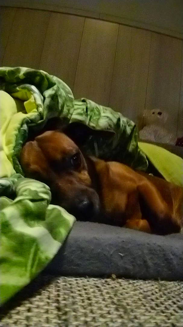 Ted participe au concours pour gagner de l'argent avec cette photo : bavarian_mountain_hound, canidae, carnivore, companion_dog, coonhound, dachshund, dog, dog_breed, fawn, hound, mammal, nap, puppy, redbone_coonhound, rhodesian_ridgeback, sleep, snout, sporting_group, vertebrate, vizsla