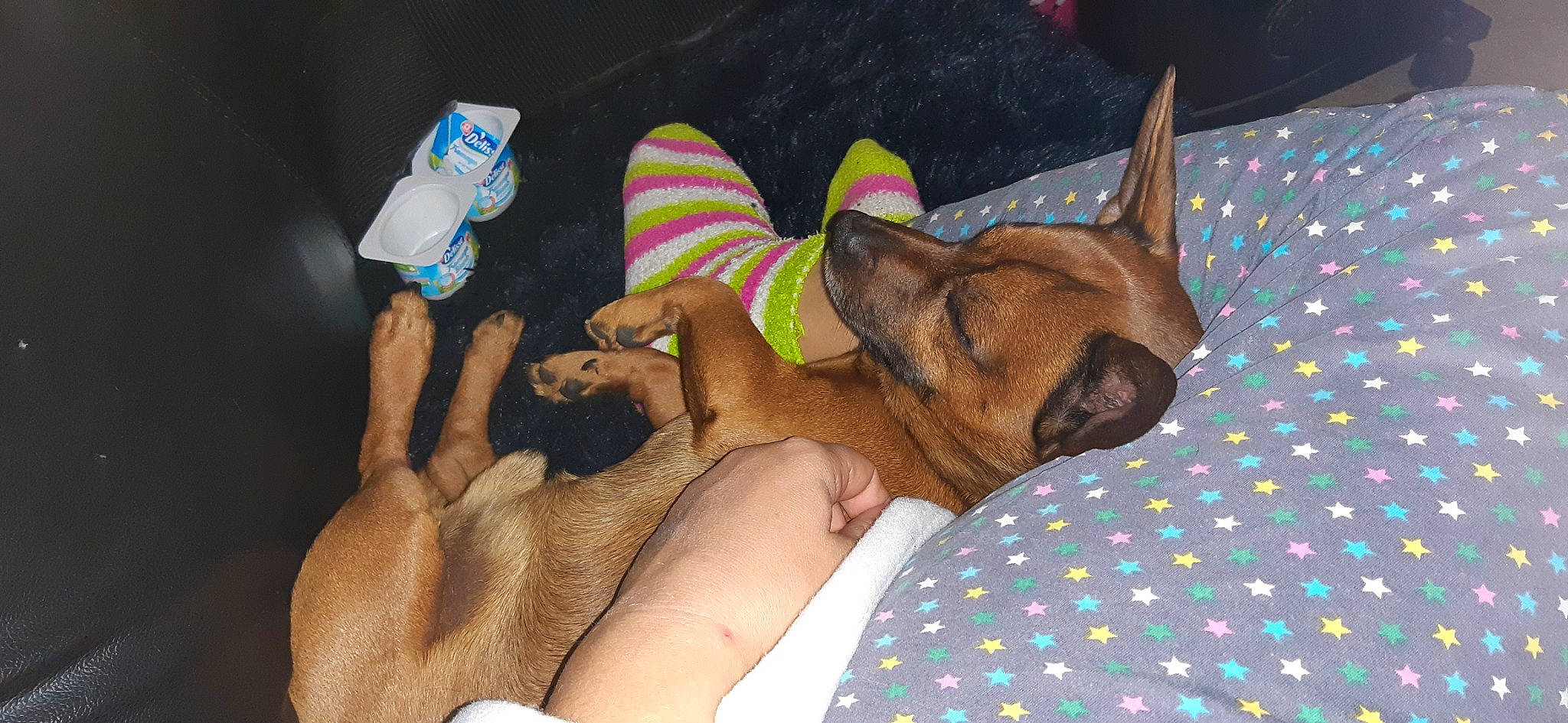 Ted a rejoint le concours — aidez-le/la à gagner de superbes lots ! bullmastiff, canidae, carnivore, dog, dog_breed, fawn, rhodesian_ridgeback, snout