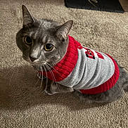 Bean joined the competition — help win amazing prizes! cat, gray_cat, pet, animal, sweater, clothing, carpet, indoor, feline, cute, looking_up, whiskers, ears, fur, domestic_animal, cozy, household, floor, portrait, curious