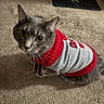 cat, gray_cat, pet, animal, sweater, clothing, carpet, indoor, feline, cute, looking_up, whiskers, ears, fur, domestic_animal, cozy, household, floor, portrait, curious