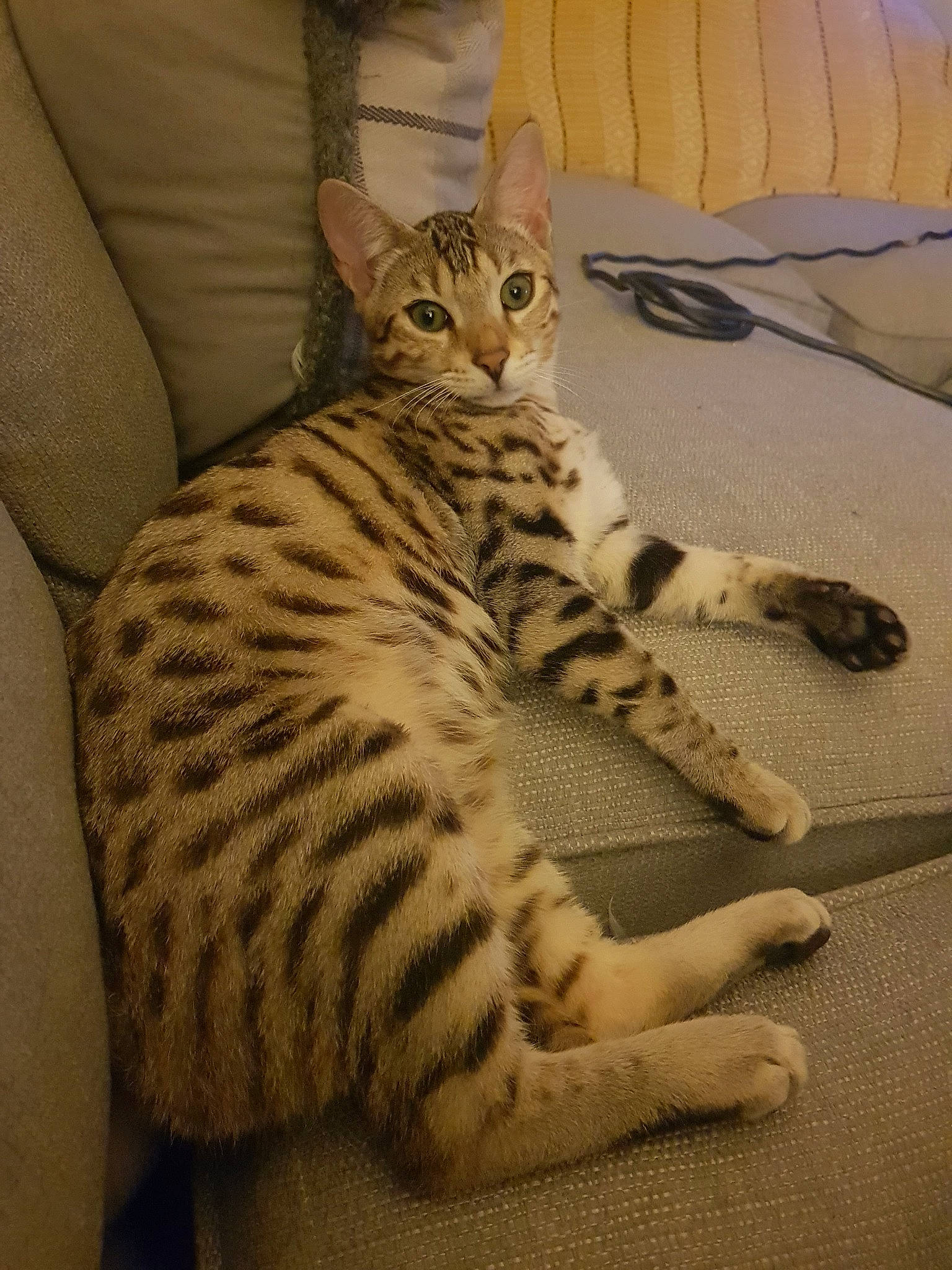 Marley joined the competition — help win amazing prizes! arabian_mau, asian, australian_mist, bengal, california_spangled, carnivore, cat, domestic_short_haired_cat, dragon_li, egyptian_mau, european_shorthair, felidae, mammal, ocicat, savannah, small_to_medium_sized_cats, tabby_cat, toyger, vertebrate, whiskers