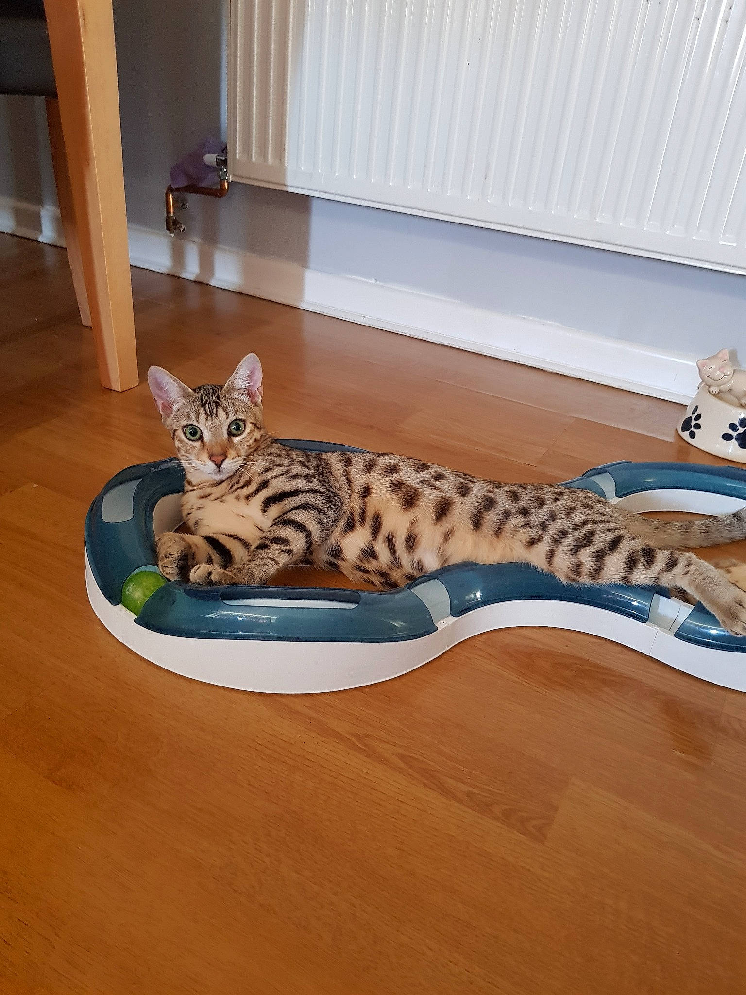 Marley joined the competition — help win amazing prizes! bengal, carnivore, cat, dragon_li, european_shorthair, fawn, felidae, floor, flooring, hardwood, kitten, mammal, ocicat, savannah, small_to_medium_sized_cats, tail, toyger, whiskers, wood, wood_flooring
