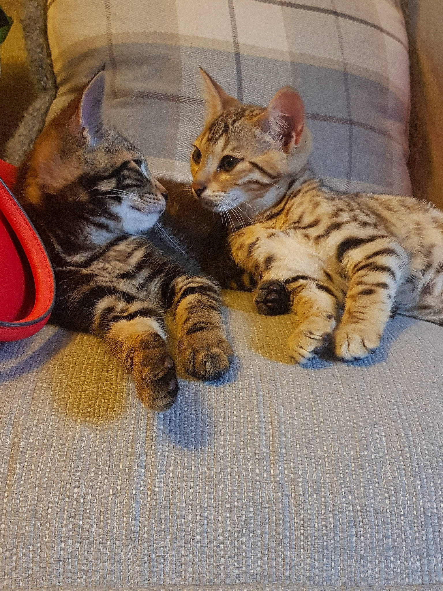 Marley is registered to the contest to win money with this photo: american_shorthair, asian, bengal, california_spangled, carnivore, cat, domestic_short_haired_cat, dragon_li, european_shorthair, felidae, kitten, mammal, ocicat, pixie_bob, small_to_medium_sized_cats, sokoke, tabby_cat, toyger, vertebrate, whiskers