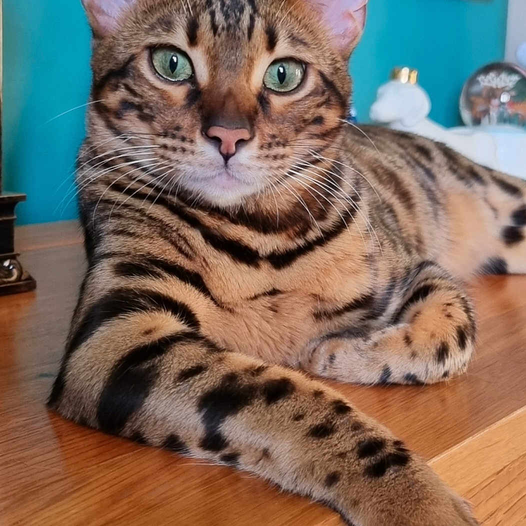 Benji is registered to the contest to win money with this photo: abyssinian, animal, architecture, building, cat, egyptiancat, furniture, hardwood, indoors, interiordesign, kitten, livingroom, manx, ocelot, pet, plywood, room, stainedwood, wood