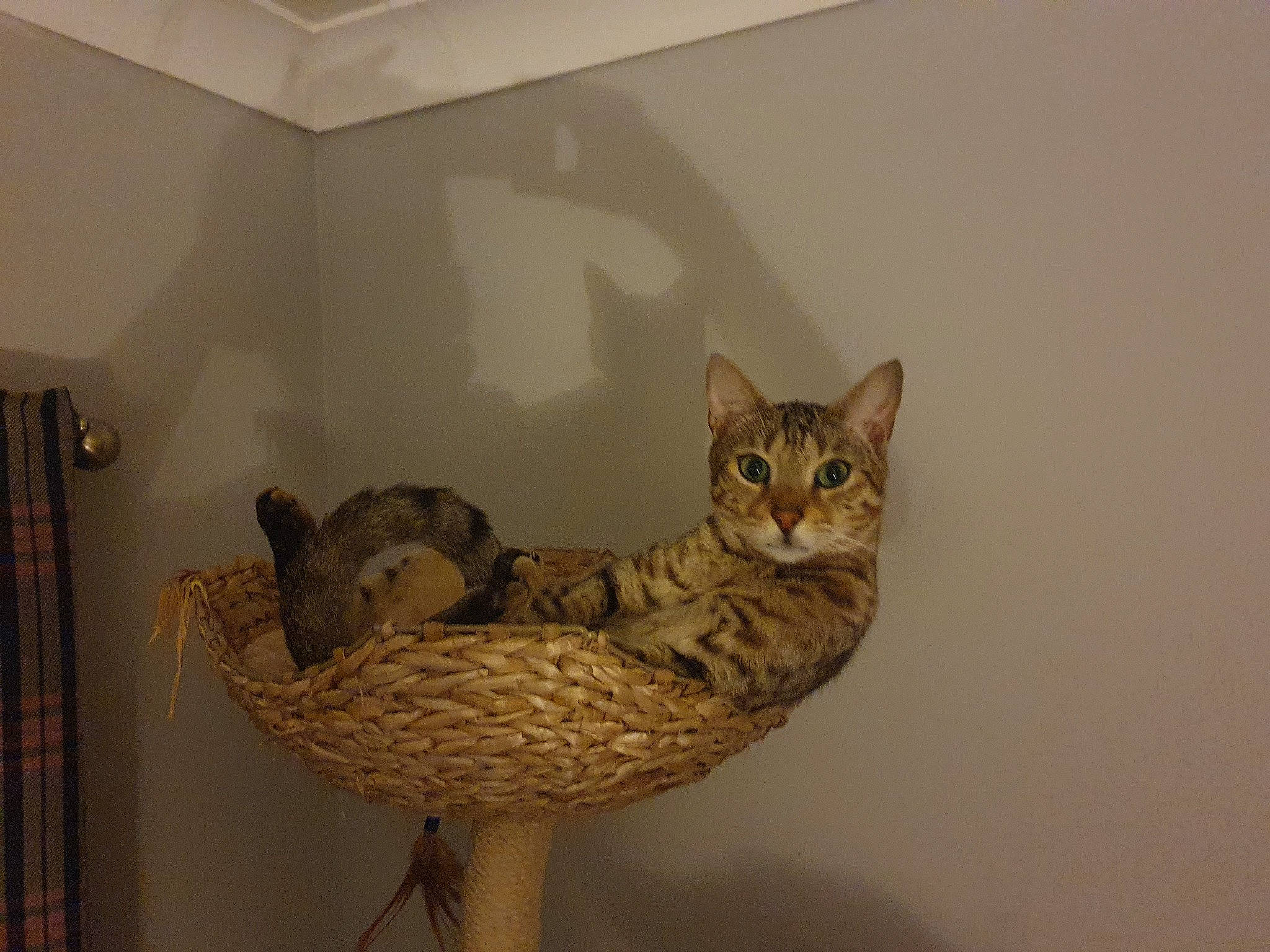 Marley is registered to the contest to win money with this photo: aegean_cat, arabian_mau, asian, australian_mist, bengal, california_spangled, carnivore, cat, chausie, domestic_short_haired_cat, dragon_li, egyptian_mau, european_shorthair, felidae, ocicat, pixie_bob, savannah, small_to_medium_sized_cats, tabby_cat, whiskers