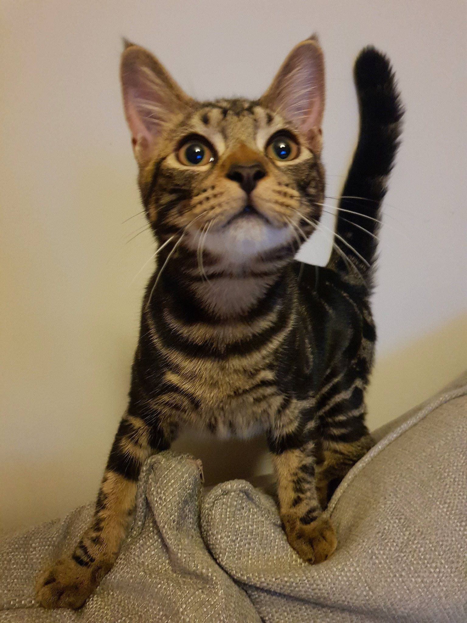 Theo joined the competition — help win amazing prizes! american_shorthair, american_wirehair, arabian_mau, asian, australian_mist, california_spangled, carnivore, cat, domestic_short_haired_cat, dragon_li, european_shorthair, felidae, kitten, mammal, small_to_medium_sized_cats, sokoke, tabby_cat, toyger, vertebrate, whiskers