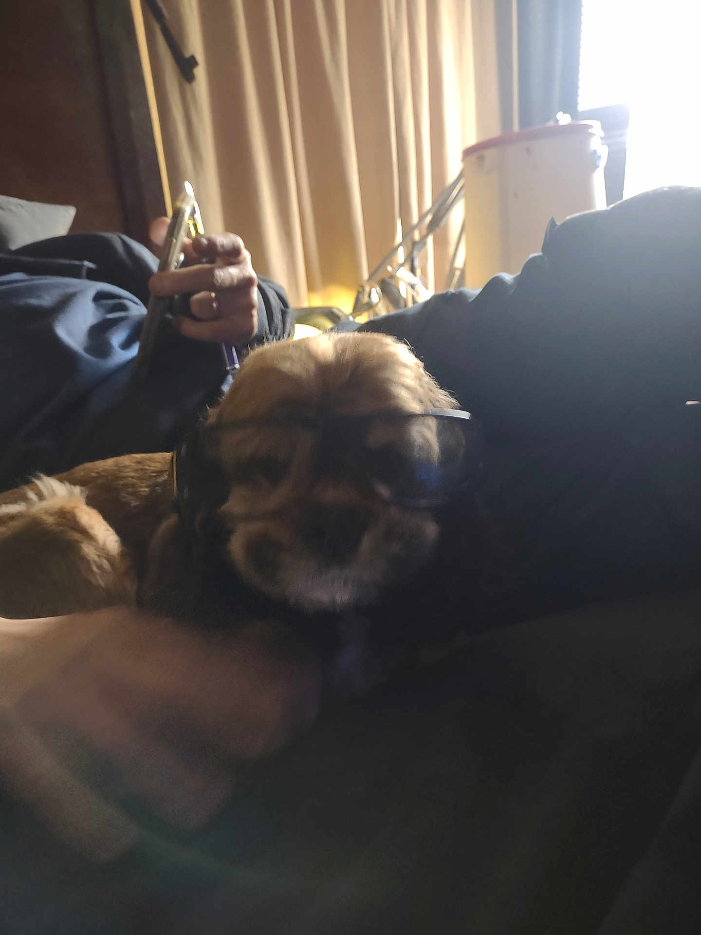 Faith joined the competition — help win amazing prizes! dog, glasses, pet, couch, person_hand, phone, indoor, curtains, backlight, fur, closeup, relaxed, living_room, accessory, seated, hand, ring, shadow, portrait, lounging