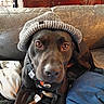 beanie, blanket, brown_eyes, close_up, collar, couch, cozy, cute, dog, dresser, furniture, harness, hat, indoor, nose, pet, portrait, relaxed, sofa, upholstery