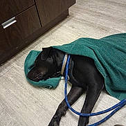 Colby is registered to the contest to win money with this photo: dog, sleeping_dog, black_dog, green_towel, towel, blue_leash, leash, collar, harness, paw, wood_floor, laminate_floor, cabinet, indoors, veterinary_clinic, resting, lying_down, nap, cozy, floor_texture