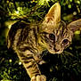 kitten, cat, tabby, animal, pet, fur, whiskers, paw, greenery, plants, nature, closeup, cute, young, curious, outdoor, soft_light, eyes, exploring, mammal