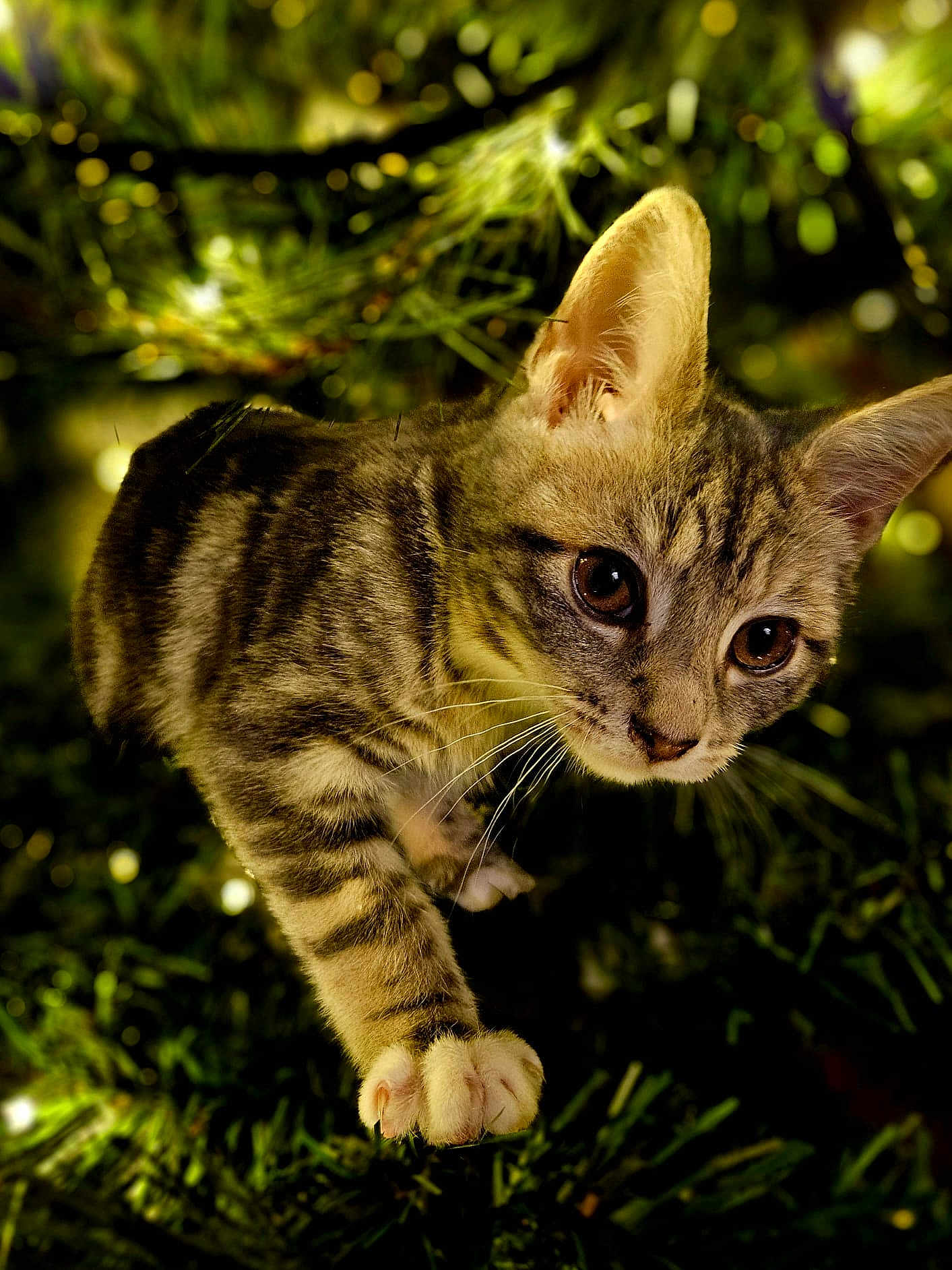 Sophie joined the competition — help win amazing prizes! kitten, cat, tabby, animal, pet, fur, whiskers, paw, greenery, plants, nature, closeup, cute, young, curious, outdoor, soft_light, eyes, exploring, mammal