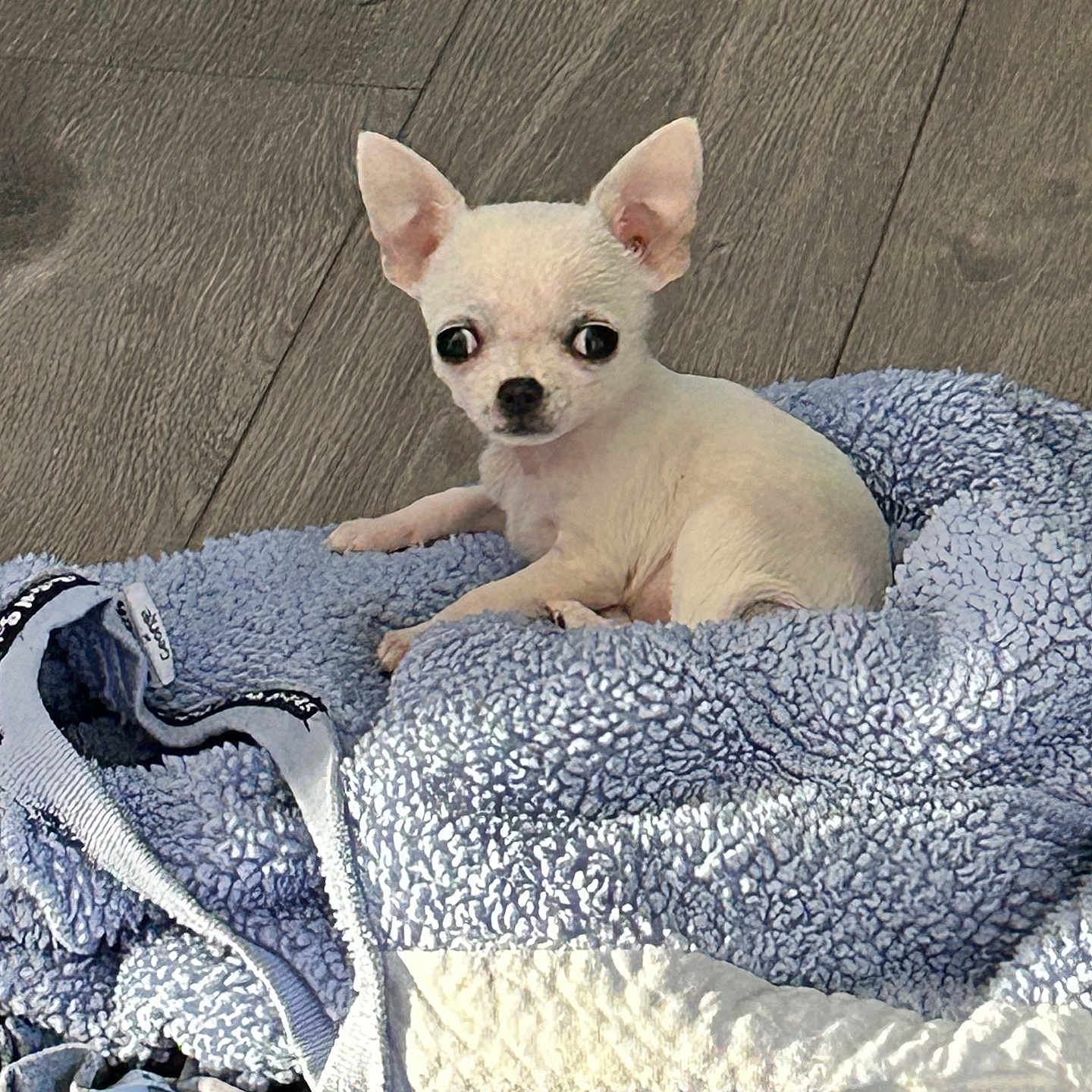 Murphy is registered to the contest to win money with this photo: animal, blanket, blue_blanket, chihuahua, comfort, companion, cozy, cute, dog, domestic_animal, ears, fur, indoor, lying_down, pet, small_dog, textured_blanket, white_dog, wide_eyes, wooden_floor