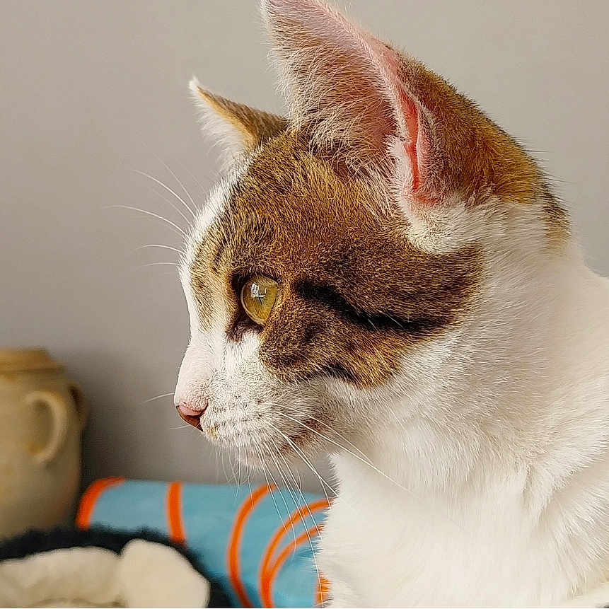 Vanille a rejoint le concours — aidez-le/la à gagner de superbes lots ! animal, cat, close_up, cozy, curious, decor, domestic_cat, feline, focus, fur, household, indoor, looking_away, mammal, pet_bed, portrait, side_profile, soft_light, whiskers, yellow_eyes