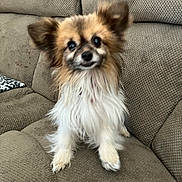 Fancy joined the competition — help win amazing prizes! animal, brown, companion, couch, cute, dog, domestic, ears, expression, fluffy, friendly, fur, furniture, home, indoor, pet, sitting, small_dog, texture, white