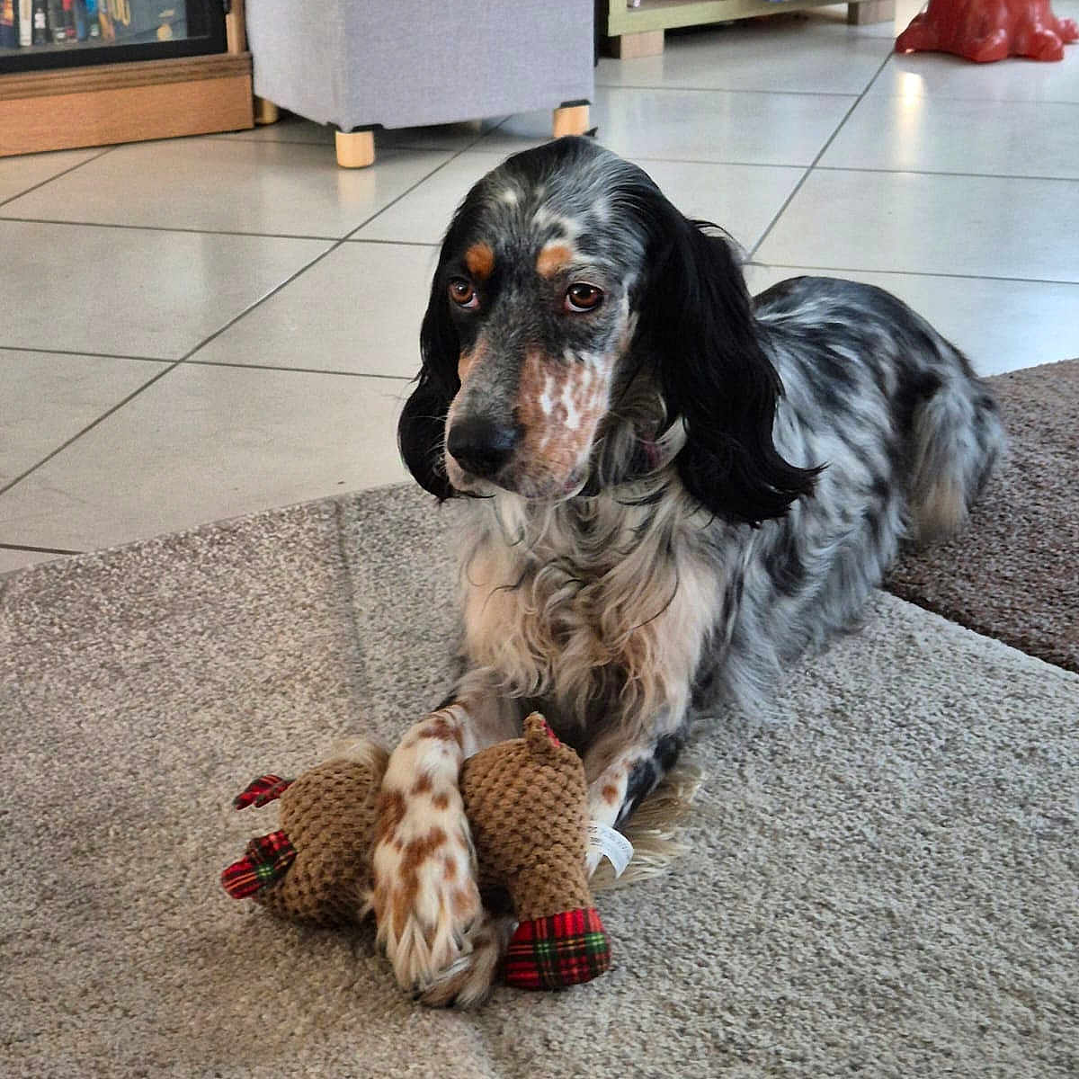 Tina a rejoint le concours — aidez-le/la à gagner de superbes lots ! animal, black_and_white, board_games, books, brown_spots, carpet, cute, dog, domestic, floor_tiles, fur, furniture, indoor, living_room, pet, playful, plush_toy, relaxed, resting, toy