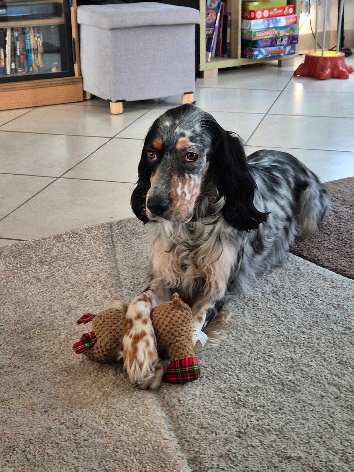 Tina a rejoint le concours — aidez-le/la à gagner de superbes lots ! dog, toy, carpet, indoor, living_room, plush_toy, black_and_white, brown_spots, pet, floor_tiles, furniture, books, board_games, relaxed, cute, animal, domestic, fur, playful, resting