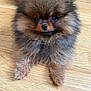 dog, puppy, pomeranian, fluffy, brown, cute, pet, animal, small, indoor, wooden_floor, fur, face, eyes, nose, adorable, sitting, young, domestic_animal, companion