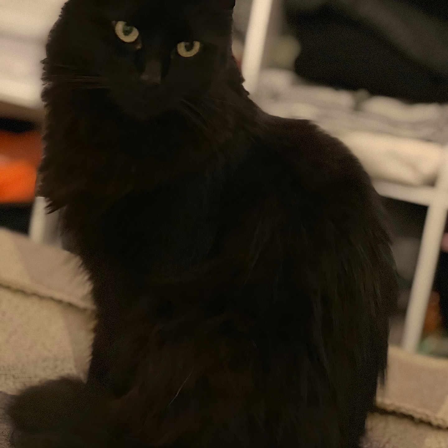 Harley participe au concours pour gagner de l'argent avec cette photo : animal, blackcat, cat, manx, pet