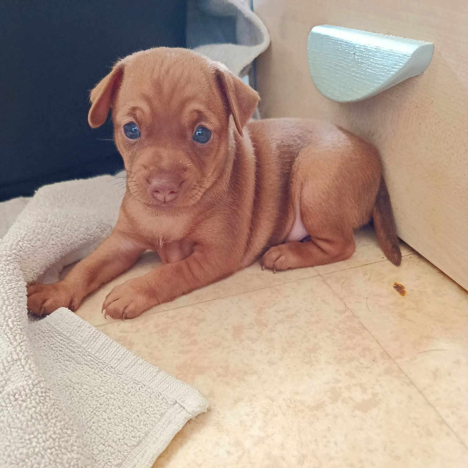 Cracotte a rejoint le concours — aidez-le/la à gagner de superbes lots ! puppy, dog, brown, floor, towel, cute, pet, indoor, young, small, animal, canine, ears, eyes, nose, fur, relaxing, lying_down, domestic, adorable