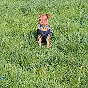 Cracotte a rejoint le concours — aidez-le/la à gagner de superbes lots ! dog, small_dog, brown_dog, grass, field, harness, leash, collar, outdoors, greenery, sitting, alert, ears, short_coat, pet, sunlit, nature, portrait, single_subject, meadow
