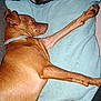 dog, brown_dog, sleeping, cushion, indoor, relaxing, pet, canine, collar, paw, fur, nap, resting, comfort, closeup, animal, bedroom, home, cute, domestic_animal