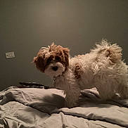 Maggie Mae joined the competition — help win amazing prizes! animal, bed, blanket, canine, cozy, curious, curly_hair, dog, domestic, fur, furniture, household, indoor, light_switch, pet, room, sleeping_area, small_dog, standing, wooden_bedpost