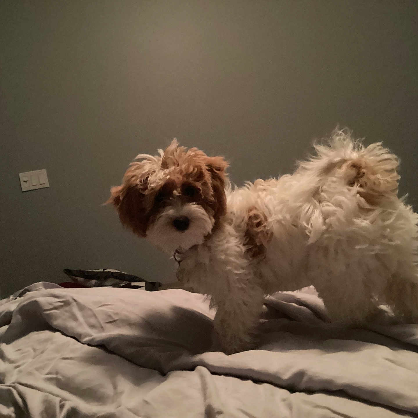 Maggie Mae