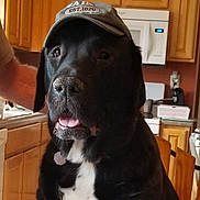 Buddy is registered to the contest to win money with this photo: animal, appliance, black_dog, canine, cap, chair, countertop, dog, domestic_animal, fur, hat, household, indoor, kitchen, microwave, pet, relaxed, sitting, tongue_out, wooden_cabinets