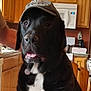 animal, appliance, black_dog, canine, cap, chair, countertop, dog, domestic_animal, fur, hat, household, indoor, kitchen, microwave, pet, relaxed, sitting, tongue_out, wooden_cabinets