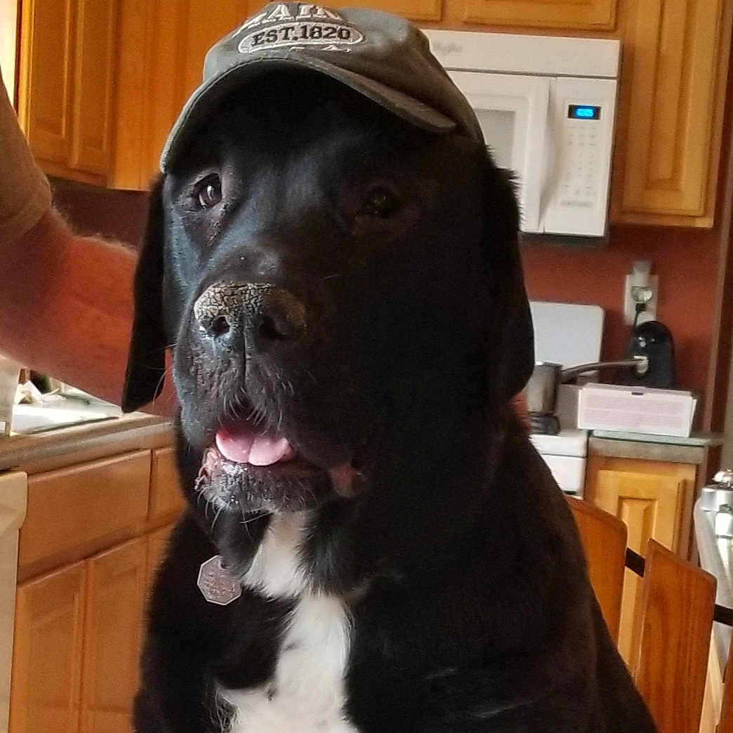 Buddy