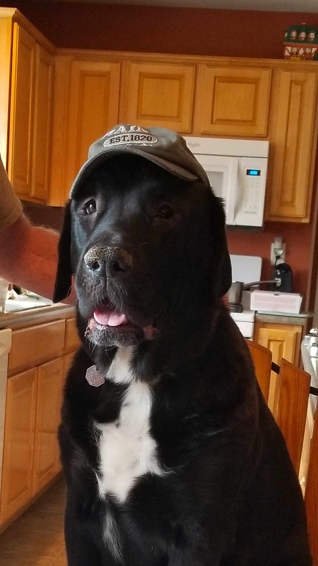 Buddy