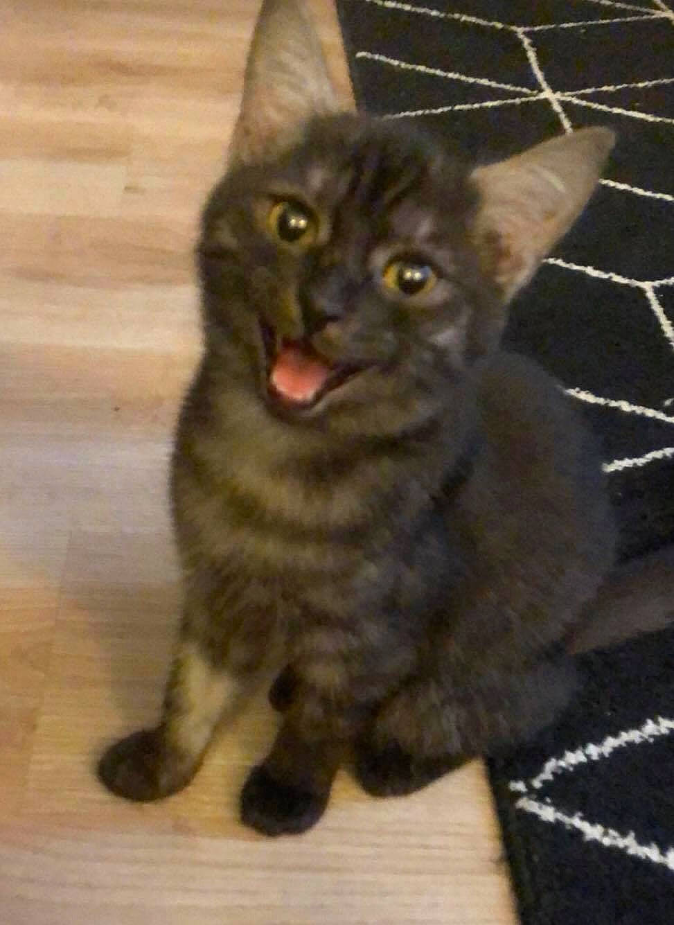 Leonidas a rejoint le concours — aidez-le/la à gagner de superbes lots ! carnivore, cat, felidae, floor, flooring, fur, hardwood, iris, laminate_flooring, mesh, organism, small_to_medium_sized_cats, snapshot, snout, terrestrial_animal, vertebrate, whiskers, wood, wood_flooring, wood_stain