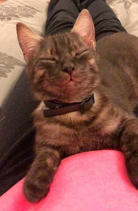 Leonidas a rejoint le concours — aidez-le/la à gagner de superbes lots ! carnivore, cat, collar, comfort, domestic_short_haired_cat, felidae, fur, paw, pet_supply, sitting, small_to_medium_sized_cats, snout, toe, tongue, vertebrate, whiskers