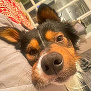Tango participe au concours pour gagner de l'argent avec cette photo : dog, close_up, nose, ears, indoor, bed, pillow, window, curious, pet, resting, black, brown, white, fur, whiskers, cozy, home, animal, portrait