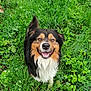 dog, animal, pet, outdoor, grass, greenery, happy, smiling, fur, canine, nature, cute, friendly, mammal, eyes, face, portrait, playful, wet_fur, excited