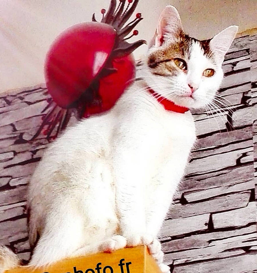 Sophie participe au concours pour gagner de l'argent avec cette photo : aegean_cat, american_wirehair, asian, carnivore, cat, domestic_short_haired_cat, felidae, fur, kitten, photo_caption, small_to_medium_sized_cats, snout, tail, turkish_van, whiskers