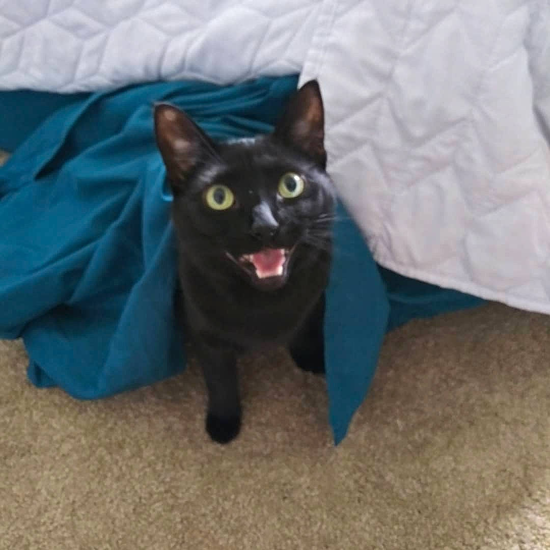 Binx is registered to the contest to win money with this photo: black_cat, bombay, carnivore, cat, claw, comfort, domestic_short_haired_cat, electric_blue, felidae, fur, grey, havana_brown, paw, small_to_medium_sized_cats, snout, tail, terrestrial_animal, whiskers