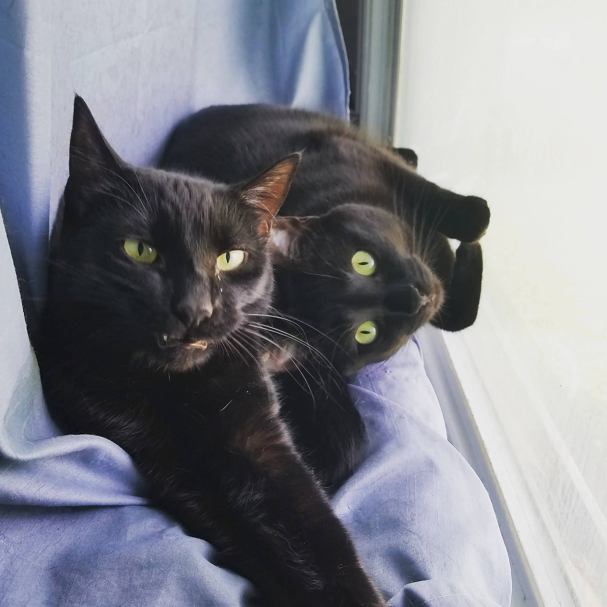 Pepper joined the competition — help win amazing prizes! black_cat, bombay, carnivore, cat, claw, comfort, domestic_short_haired_cat, felidae, fur, small_to_medium_sized_cats, snout, tail, terrestrial_animal, whiskers