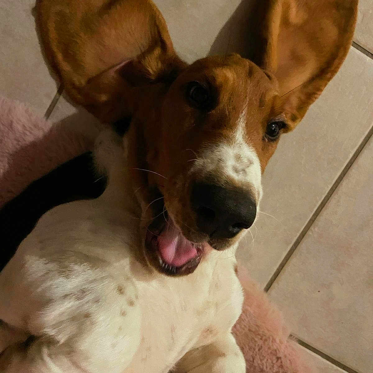 Vittel a rejoint le concours — aidez-le/la à gagner de superbes lots ! animal, ball, beagle, bodypart, bulldog, canine, cockerspaniel, dog, hound, husky, indoors, mouth, person, pet, pointer, puppy, snout, teeth, tongue, whitedog